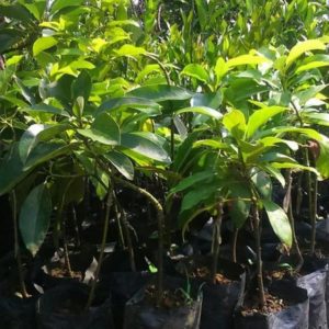 tanaman buah alpukat aligator berkualitas Indragiri Hulu