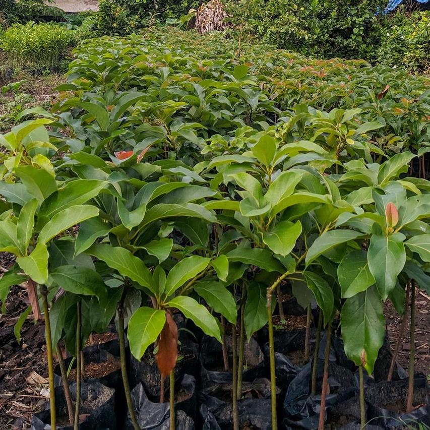 Gambar Produk tanaman buah alpukat aligator hasil okulasi Kepulauan Meranti