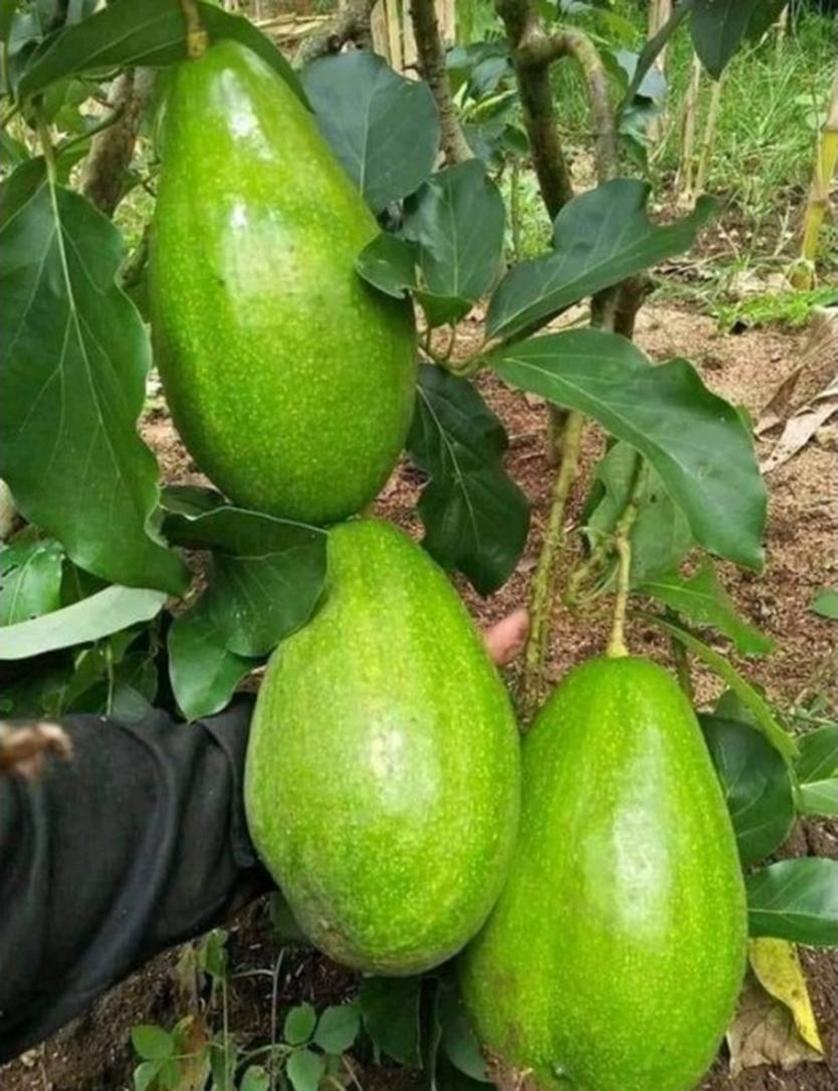 Gambar Produk tanaman buah alpukat aligator Lampung Barat