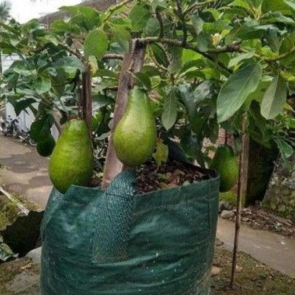 tanaman buah alpukat aligator okulasi cepat berbuah Nagan Raya