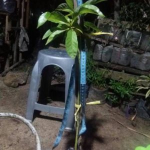 tanaman buah alpukat aligator super raka florist lampung Badung