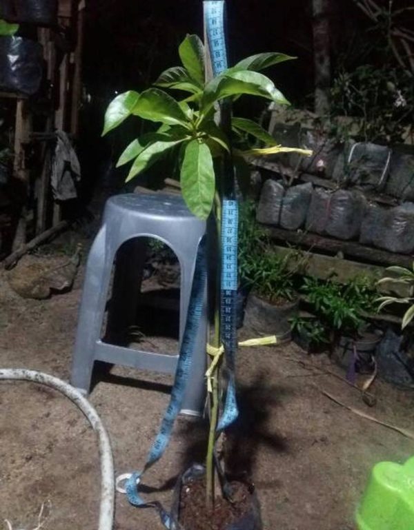 tanaman buah alpukat aligator super raka florist lampung Badung