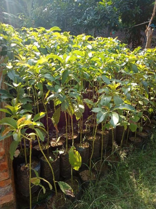 tanaman buah alpukat arjuno pameling hasil stek Banyuwangi