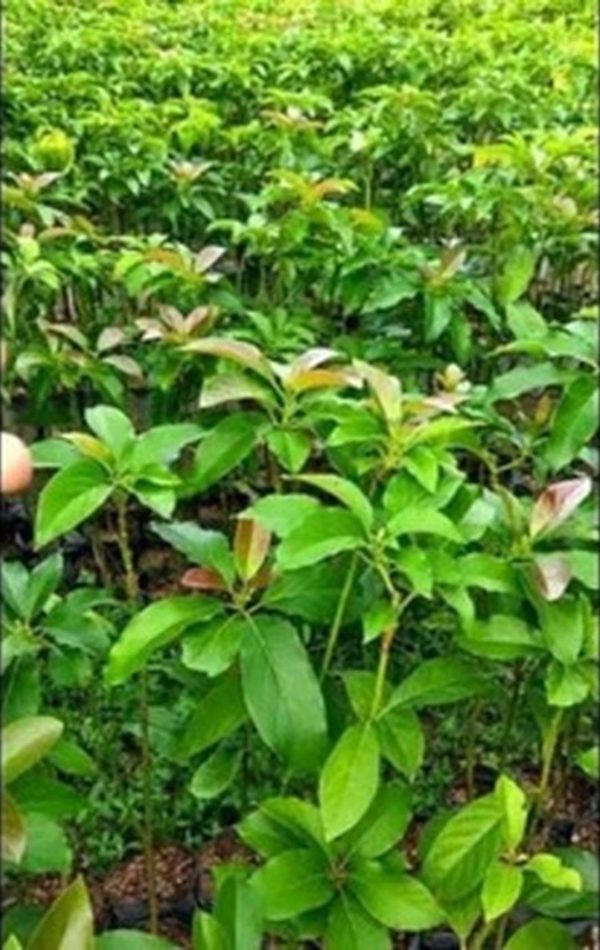 tanaman buah alpukat colombus columbus hasil okulasi cepat berbuah Bangka Selatan