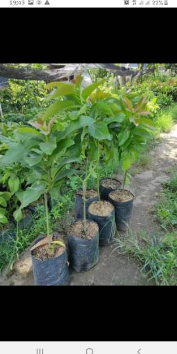 tanaman buah alpukat columbus Halmahera Barat