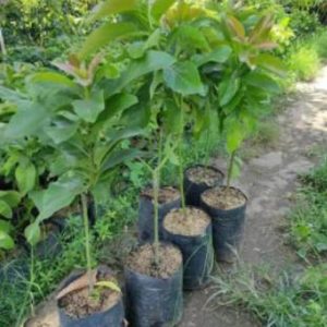 tanaman buah alpukat columbus Padangsidimpuan