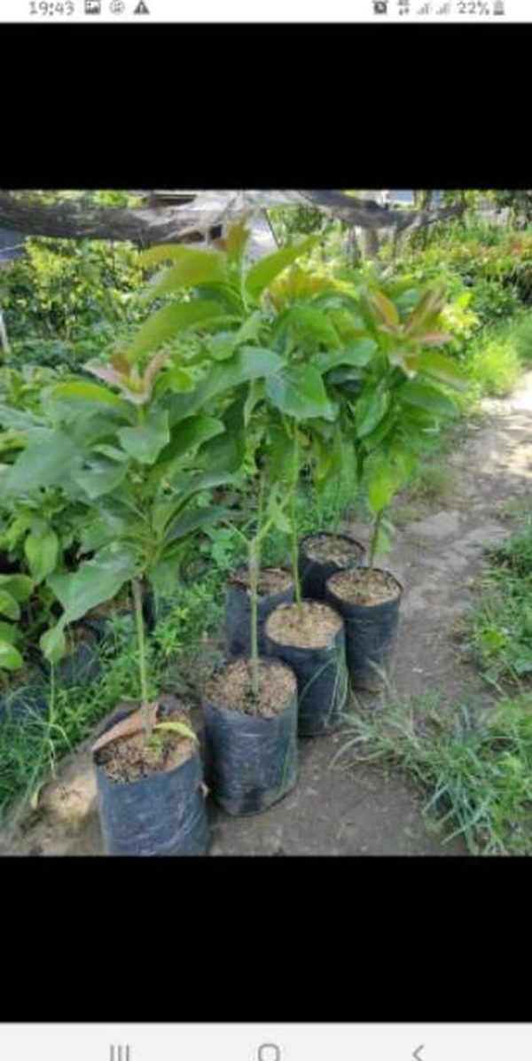 tanaman buah alpukat columbus Padangsidimpuan