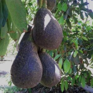 tanaman buah alpukat haas super Bangka Tengah