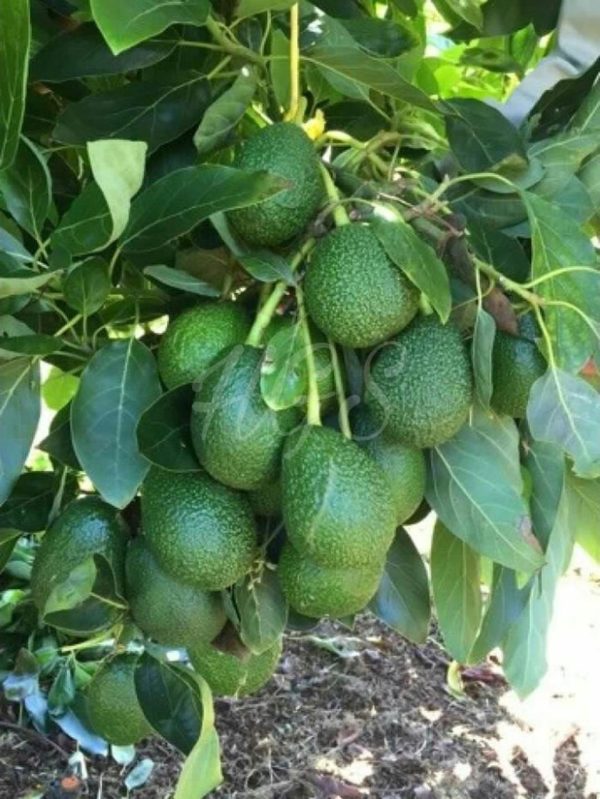tanaman buah alpukat hass australia Bangli