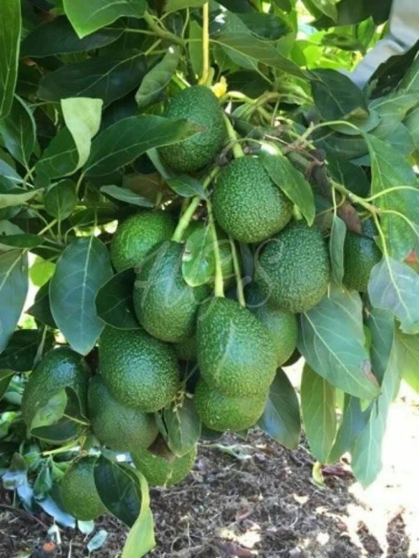 tanaman buah alpukat hass australia Sambas