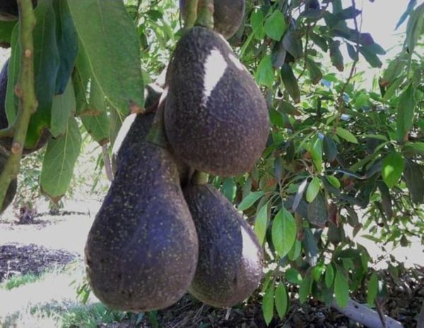 tanaman buah alpukat hass australia unggul okulasi Labuhan Batu