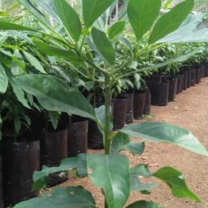tanaman buah alpukat hass australia unggul okulasi Luwu Utara