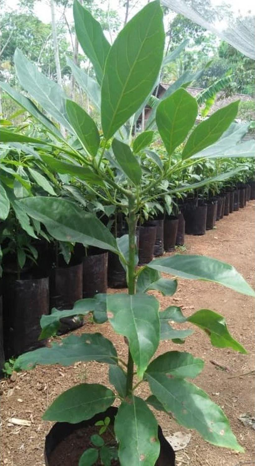 Gambar Produk tanaman buah alpukat hass australia unggul okulasi Luwu Utara