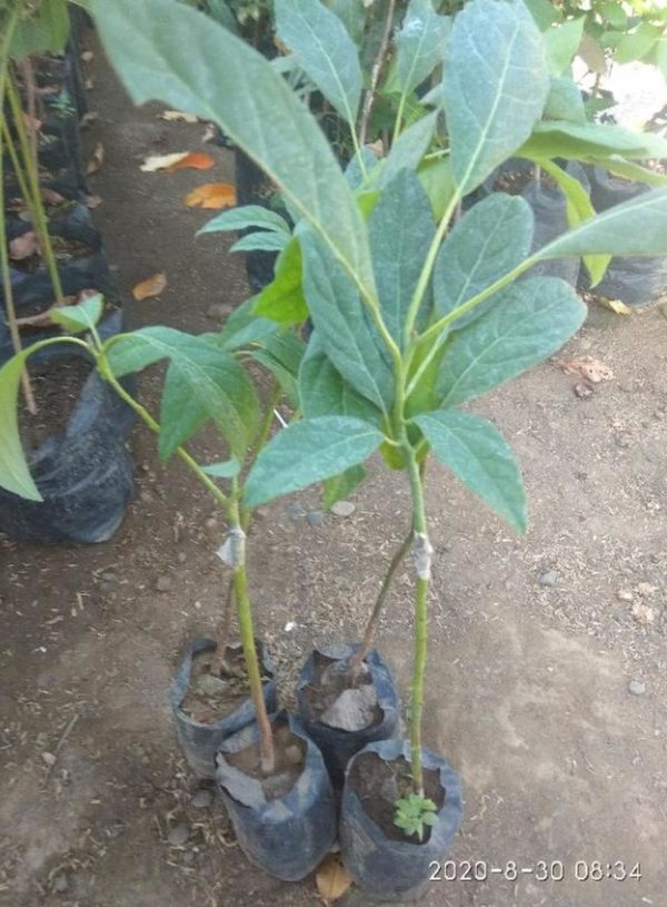 tanaman buah alpukat hass batang besar paling enak Bekasi