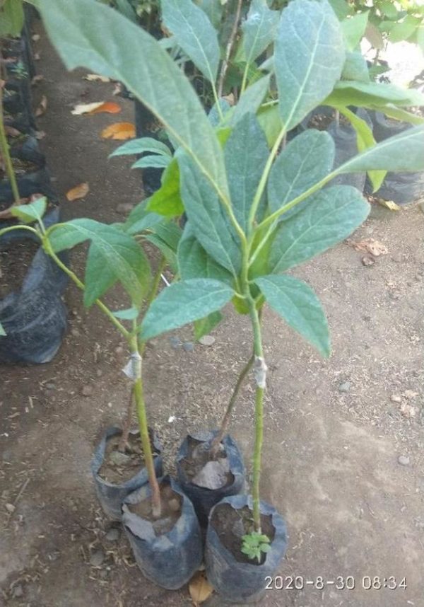 tanaman buah alpukat hass batang besar paling enak Jember