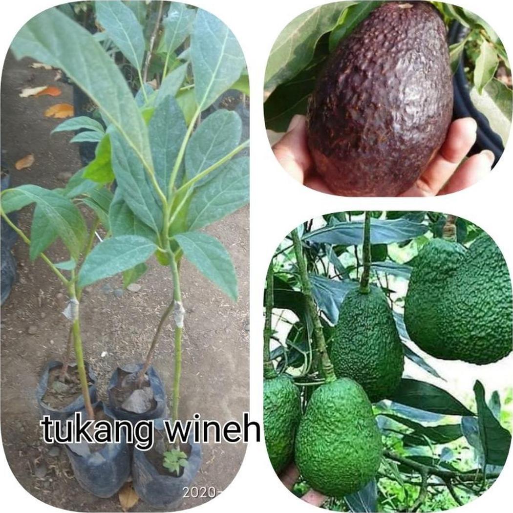 Gambar Produk tanaman buah alpukat hass batang besar paling enak Tanah Datar