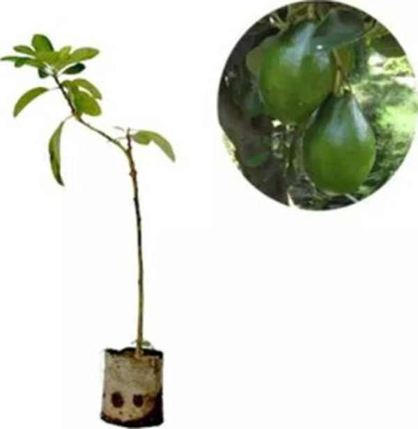 tanaman buah alpukat hass Kepulauan Meranti