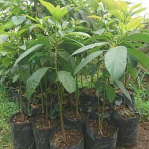 tanaman buah alpukat hass okulasi Aceh Tenggara