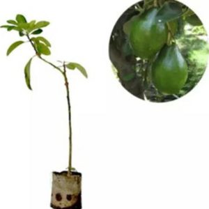 tanaman buah alpukat hass Pinrang