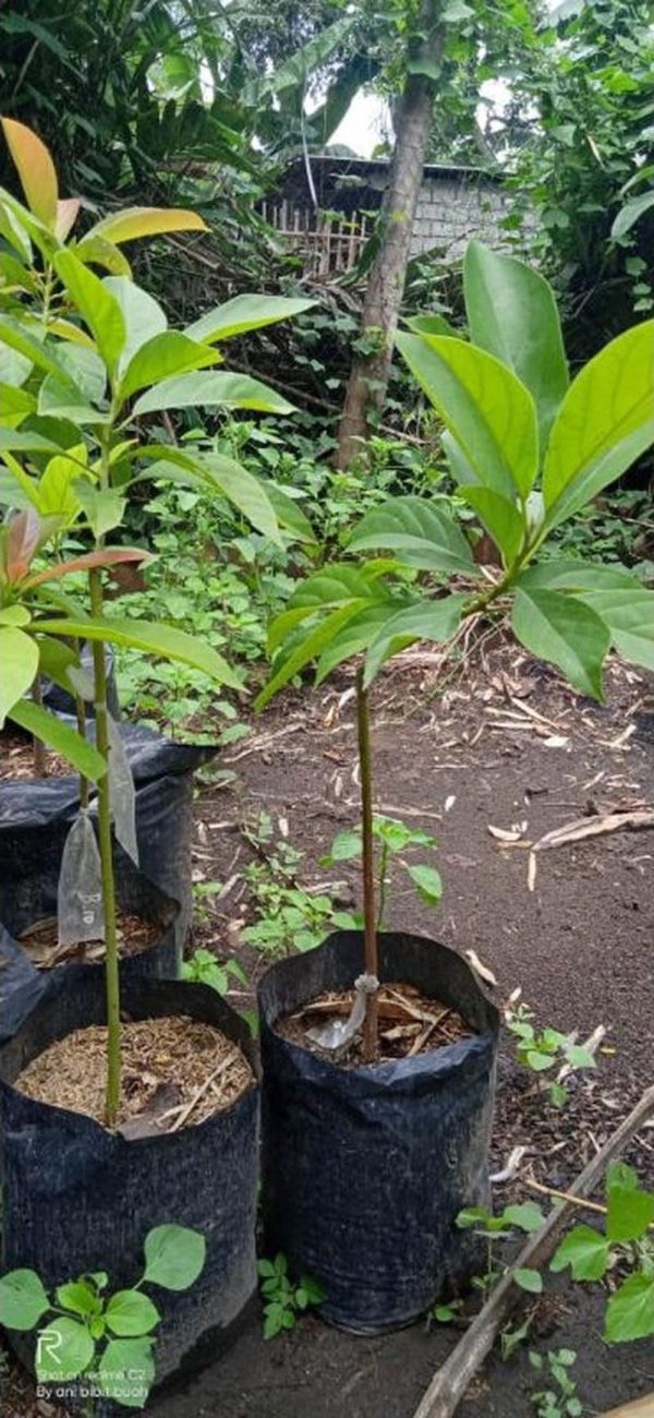 tanaman buah alpukat import super avocado boo kong ten Alor