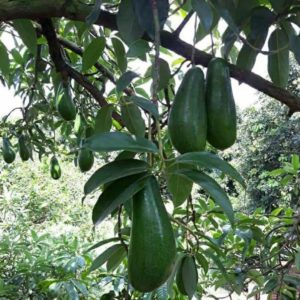 tanaman buah alpukat import super avocado boo kong ten Pekanbaru