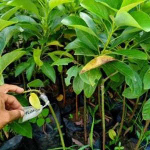 tanaman buah alpukat jumbo florida america okulasi cepat berbuah Mahakam Ulu