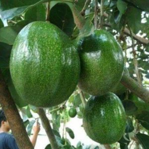 tanaman buah alpukat jumbo markus Gorontalo Utara