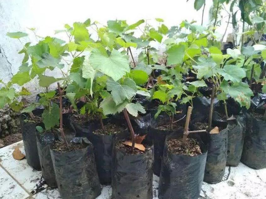 Gambar Produk tanaman buah alpukat jumbo markus Kepulauan Anambas