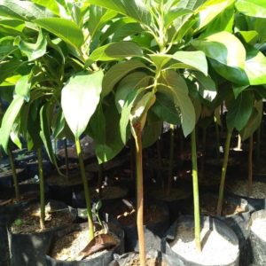 tanaman buah alpukat kelud subang jumbo 45 batang super daun rimbun Banggai Laut
