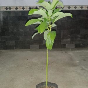 tanaman buah alpukat kelud subang jumbo 45 batang super daun rimbun Buton Tengah