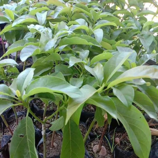 tanaman buah alpukat kelud subang jumbo 45 batang super daun rimbun Pekanbaru
