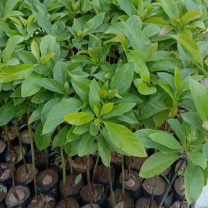tanaman buah alpukat kelud subang jumbo 45 batang super daun rimbun Tanah bumbu