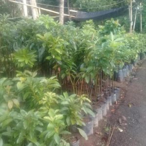 tanaman buah alpukat kendil super unggul cepat berbuah Aceh Singkil