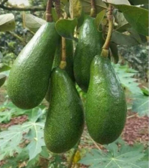 tanaman buah alpukat markus Banjarnegara
