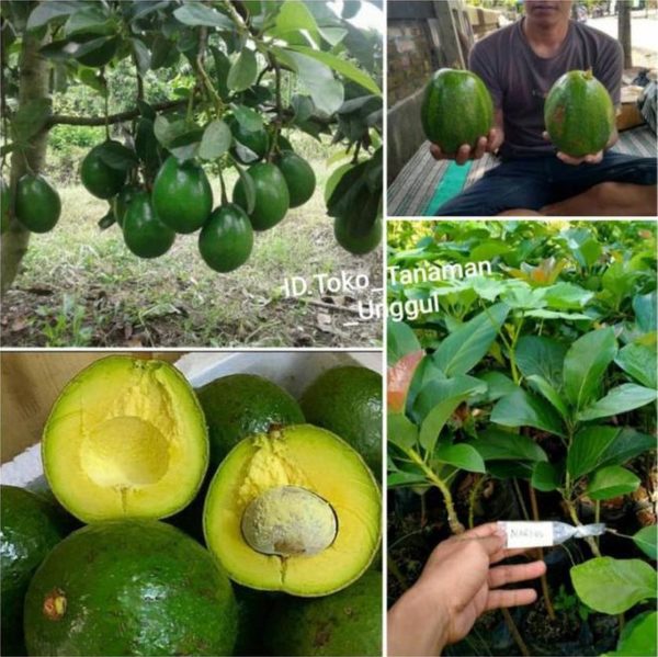 tanaman buah alpukat markus jumbo Kepulauan Mentawai