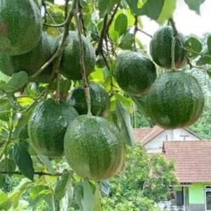 tanaman buah alpukat markus jumbo Kotawaringin Timur