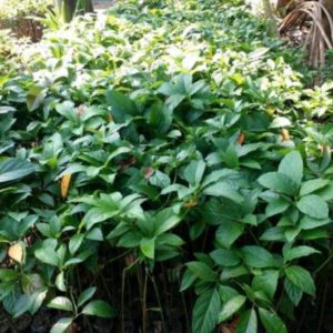 tanaman buah alpukat markus jumbo Madiun