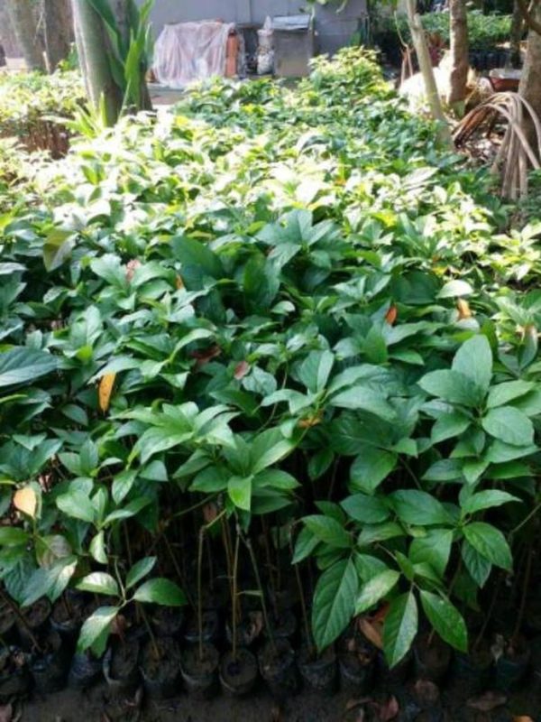 tanaman buah alpukat markus jumbo Madiun