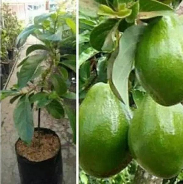 tanaman buah alpukat markus kendil oke Lebong