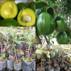 tanaman buah alpukat markus kendil super jumbo Jakarta Barat
