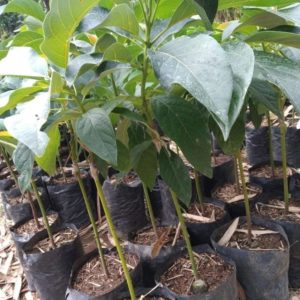 tanaman buah alpukat markus okulasi cepat berbuah Konawe Kepulauan