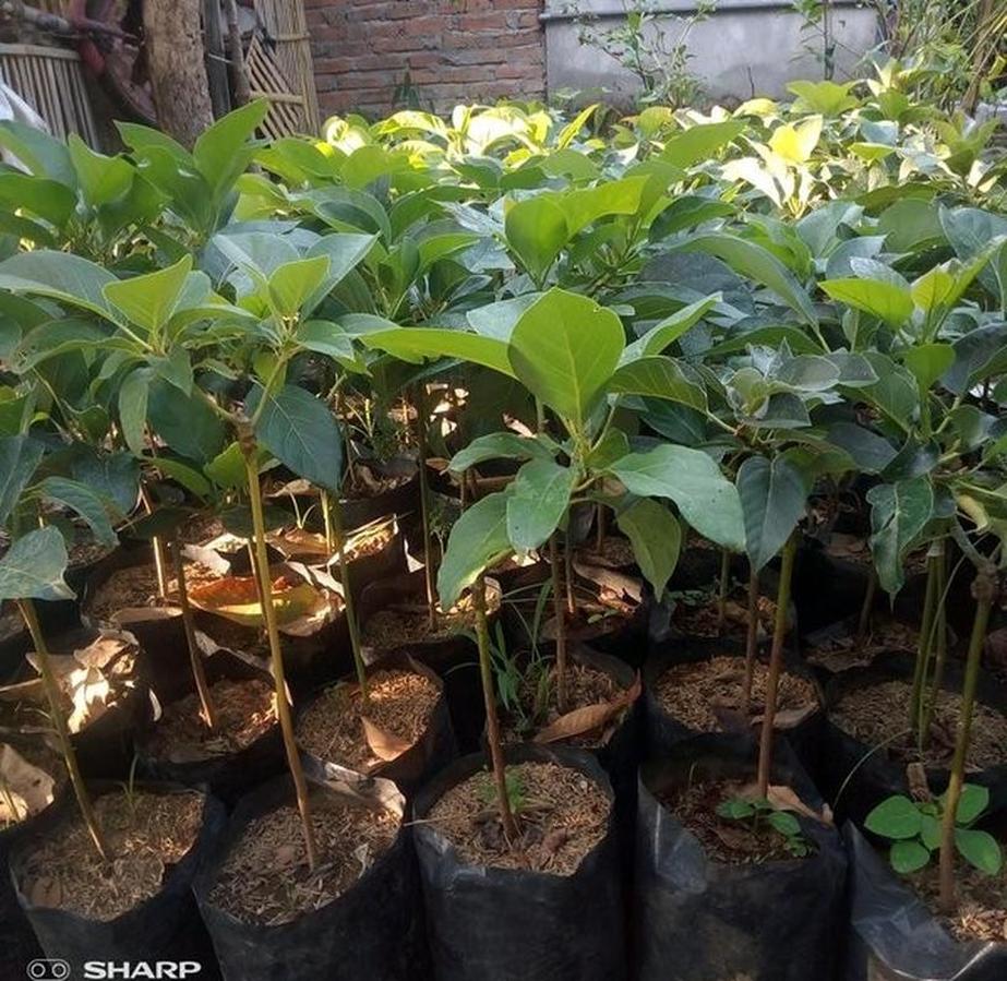 Gambar Produk tanaman buah alpukat markus okulasi cepat berbuah Lubuk Linggau