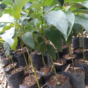 tanaman buah alpukat markus okulasi cepat berbuah Payakumbuh