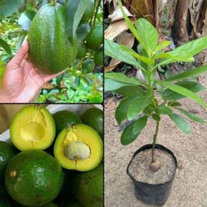 tanaman buah alpukat markus okulasi Rembang