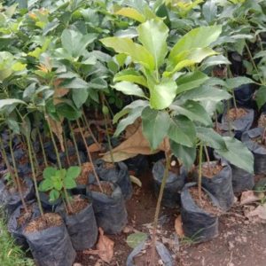 tanaman buah alpukat markus Pidie Jaya