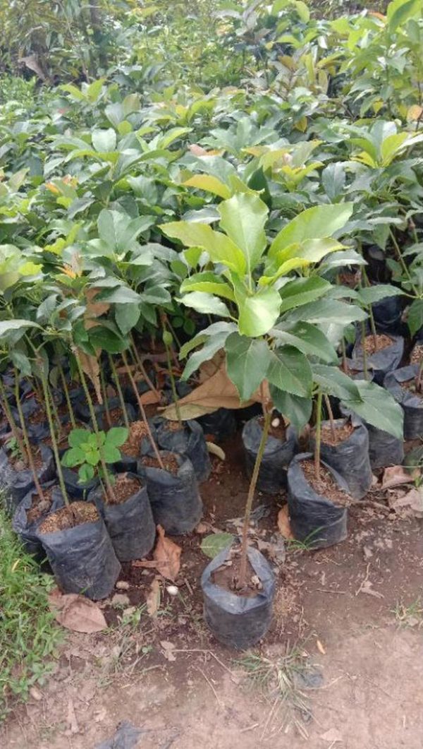 tanaman buah alpukat markus Pidie Jaya