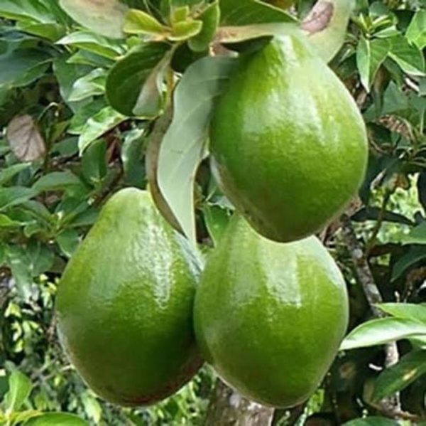 tanaman buah alpukat markus super genjah pohon kendil jumbo cepat berbuah Biak Numfor