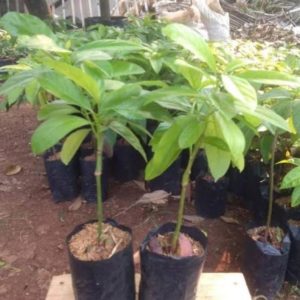 tanaman buah alpukat markus super genjah pohon kendil jumbo cepat berbuah Sanggau
