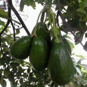 tanaman buah alpukat mentega jambon Tasikmalaya