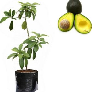 tanaman buah alpukat mentega super unggul tinggi cm Purwakarta